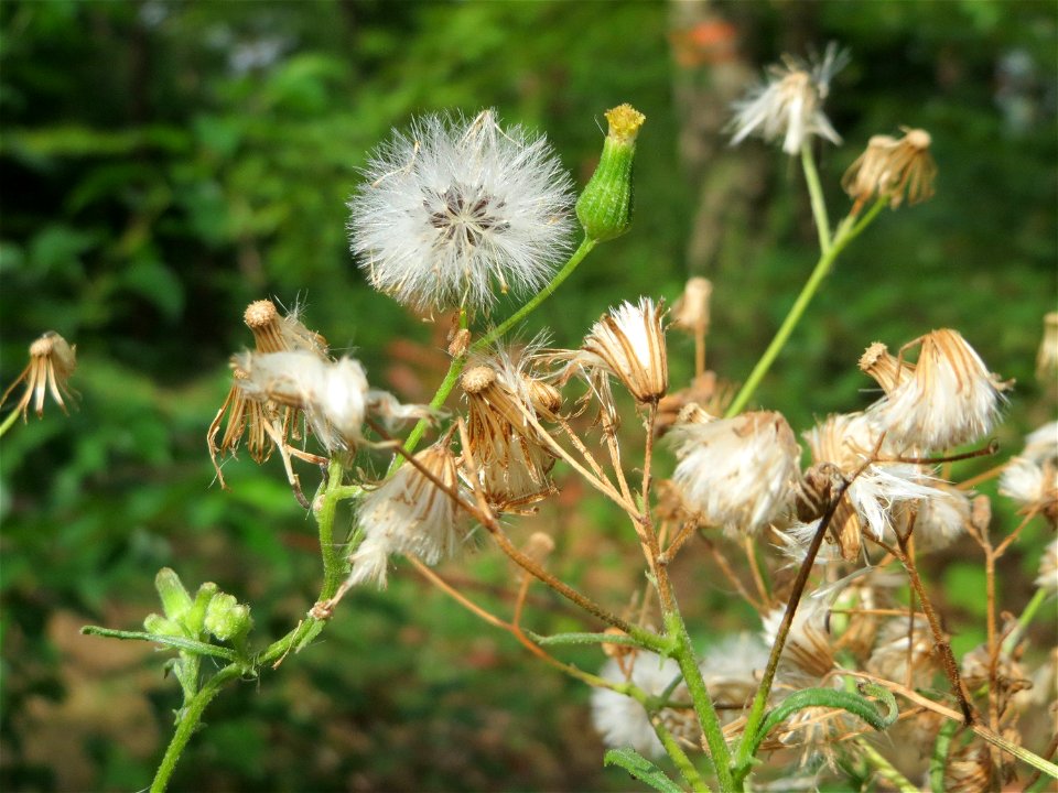 Wald-Greiskraut (Senecio sylvaticus) im Schwetzinger Hardt