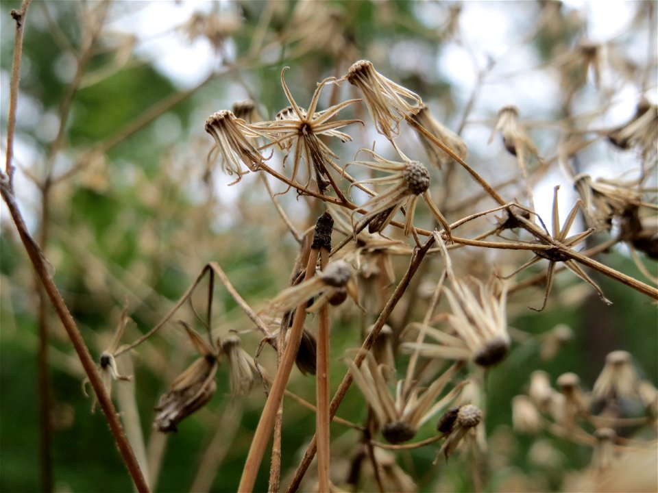 Wald-Greiskraut (Senecio sylvaticus) im Schwetzinger Hardt
