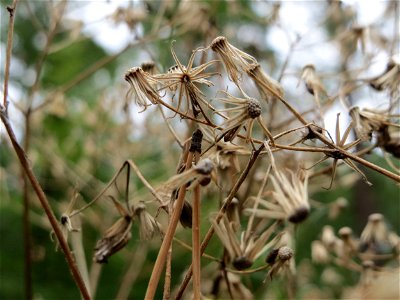 Wald-Greiskraut (Senecio sylvaticus) im Schwetzinger Hardt