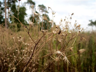 Verblühtes Wald-Greiskraut (Senecio sylvaticus) im Schwetzinger Hardt