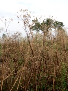 Verblühtes Wald-Greiskraut (Senecio sylvaticus) im Schwetzinger Hardt
