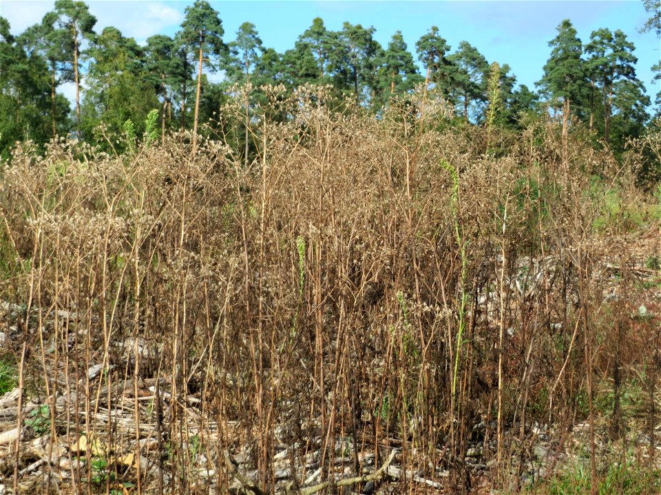 Mumienbotanik: Wald-Greiskraut (Senecio sylvaticus) auf einer Rodungsfläche mit natürlicher Waldverjüngung im Schwetzinger Hardt. Wüsste man nicht, wie das hier im Juni ausgesehen hat, könnte man das 