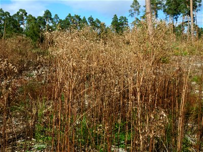 Mumienbotanik: Wald-Greiskraut (Senecio sylvaticus) auf einer Rodungsfläche mit natürlicher Waldverjüngung im Schwetzinger Hardt. Wüsste man nicht, wie das hier im Juni ausgesehen hat, könnte man das 