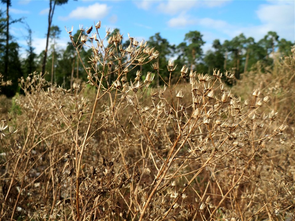 Mumienbotanik: Wald-Greiskraut (Senecio sylvaticus) auf einer Rodungsfläche mit natürlicher Waldverjüngung im Schwetzinger Hardt. Wüsste man nicht, wie das hier im Juni ausgesehen hat, könnte man das 