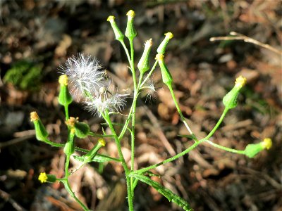 Wald-Greiskraut (Senecio sylvaticus) im Schwetzinger Hardt