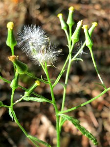 Wald-Greiskraut (Senecio sylvaticus) im Schwetzinger Hardt