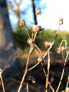 Mumienbotanik: Wald-Greiskraut (Senecio sylvaticus) auf einer Rodungsfläche zwischen B36 und L722 im Schwetzinger Hardt