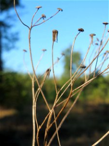 Mumienbotanik: Wald-Greiskraut (Senecio sylvaticus) auf einer Rodungsfläche zwischen B36 und L722 im Schwetzinger Hardt photo