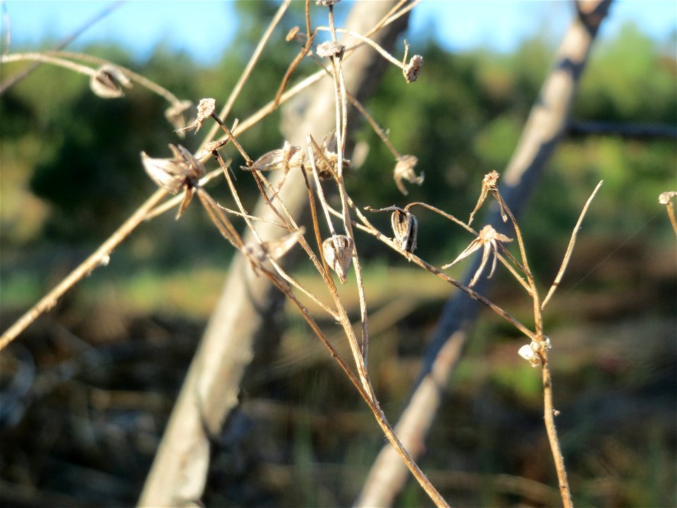 Mumienbotanik: Wald-Greiskraut (Senecio sylvaticus) auf einer Rodungsfläche zwischen B36 und L722 im Schwetzinger Hardt