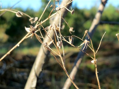 Mumienbotanik: Wald-Greiskraut (Senecio sylvaticus) auf einer Rodungsfläche zwischen B36 und L722 im Schwetzinger Hardt photo