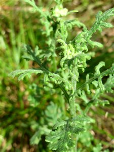 Wald-Greiskraut (Senecio sylvaticus) in der Schwetzinger Hardt