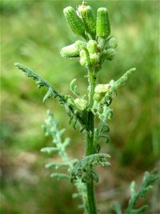 Wald-Greiskraut (Senecio sylvaticus) in der Schwetzinger Hardt