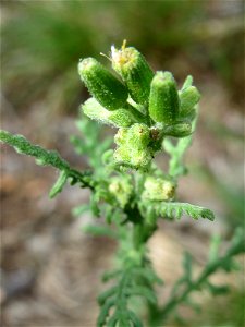 Wald-Greiskraut (Senecio sylvaticus) in der Schwetzinger Hardt