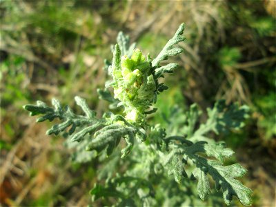 Wald-Greiskraut (Senecio sylvaticus) in der Schwetzinger Hardt