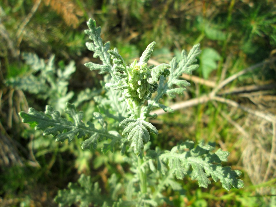 Wald-Greiskraut (Senecio sylvaticus) in der Schwetzinger Hardt
