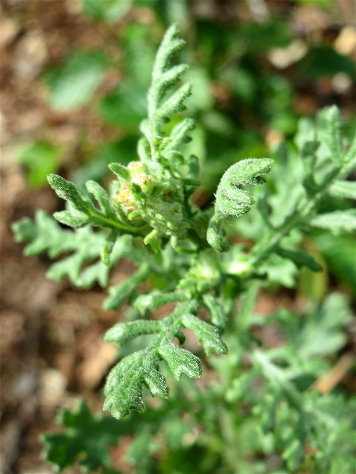 Wald-Greiskraut (Senecio sylvaticus) in der Schwetzinger Hardt