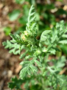 Wald-Greiskraut (Senecio sylvaticus) in der Schwetzinger Hardt