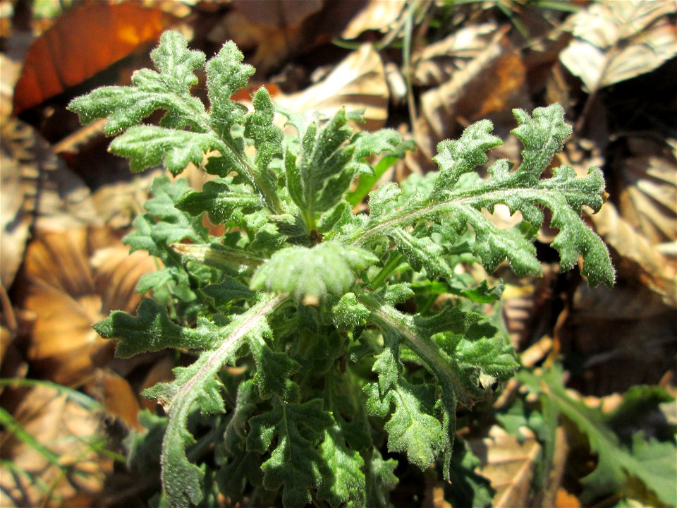 Wald-Greiskraut (Senecio sylvaticus) in der Schwetzinger Hardt