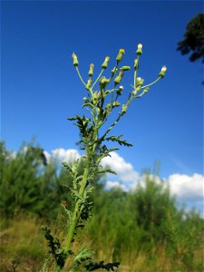 Wald-Greiskraut (Senecio sylvaticus) in der Schwetzinger Hardt