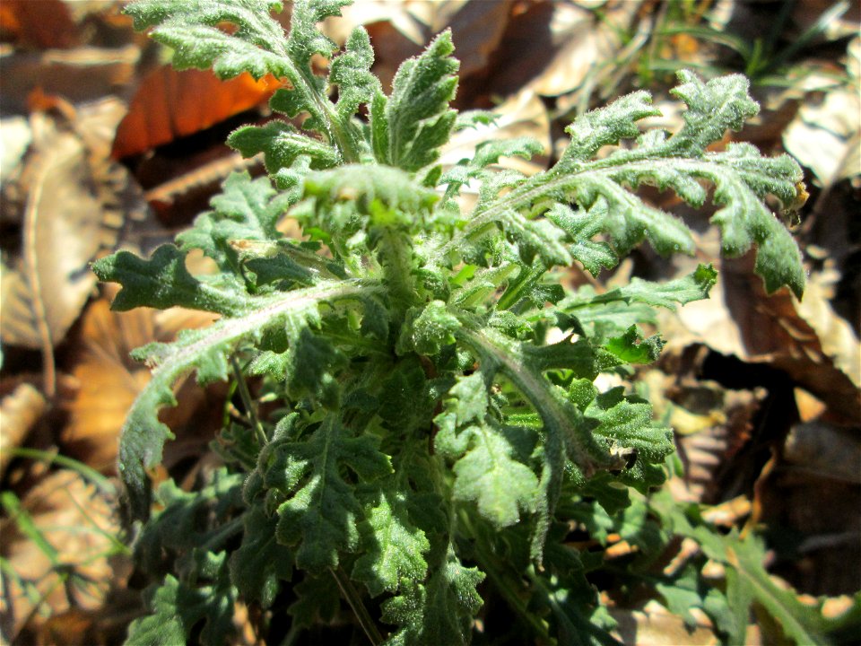 Wald-Greiskraut (Senecio sylvaticus) in der Schwetzinger Hardt