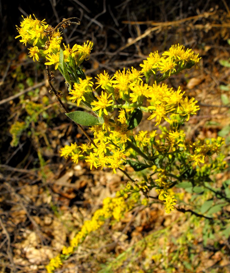 — California goldenrod.
At the Blue Sky Ecological Reserve in the Laguna Mountains, Poway, California.