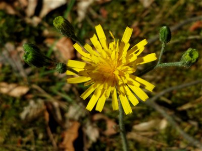 Wald-Habichtskraut (Hieracium murorum) im Schwetzinger Hardt