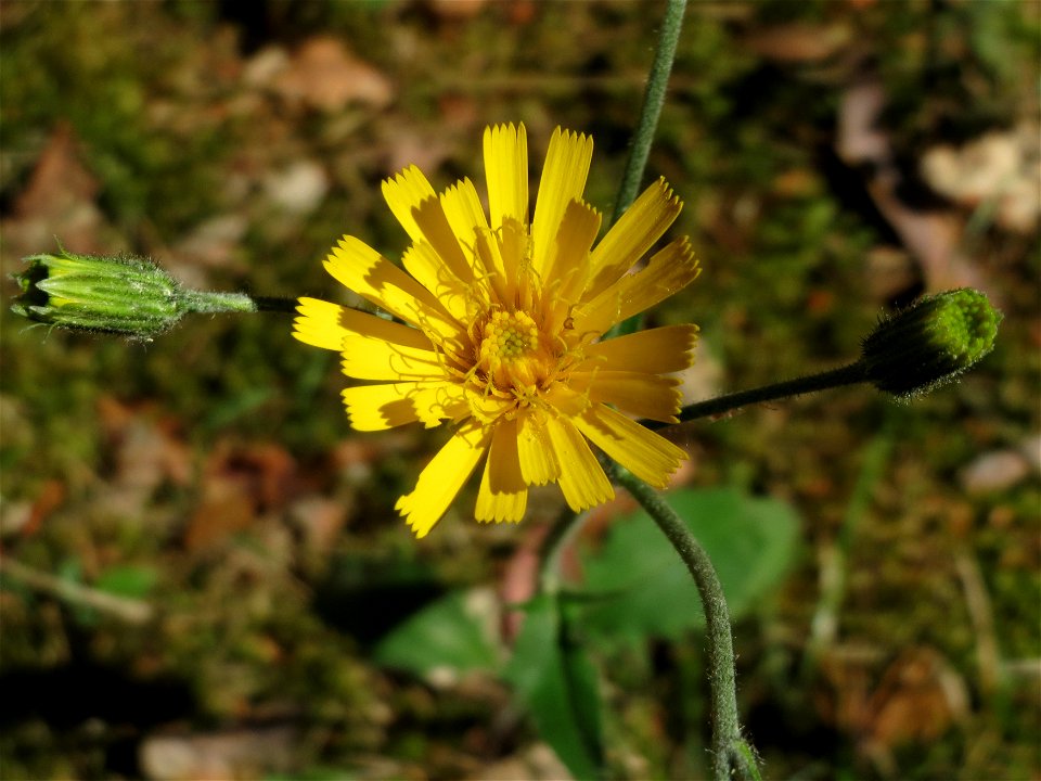 Wald-Habichtskraut (Hieracium murorum) im Schwetzinger Hardt