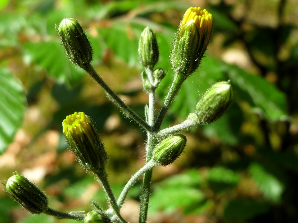 Wald-Habichtskraut (Hieracium murorum) im Schwetzinger Hardt