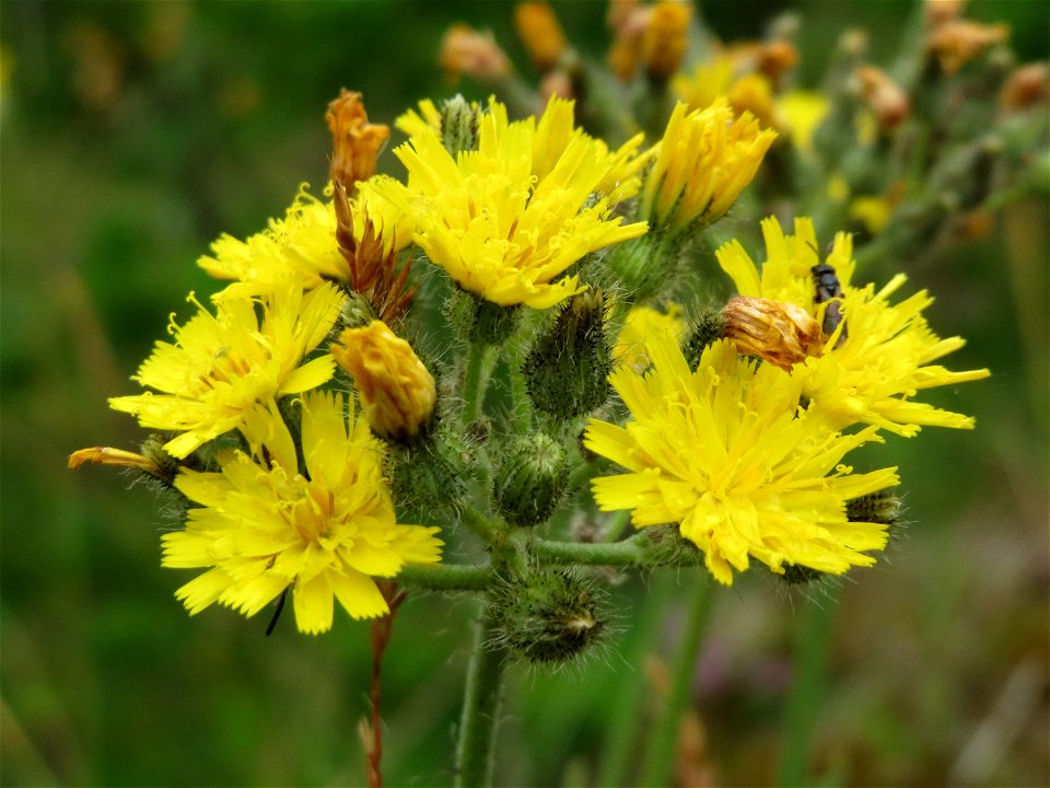 Wald-Habichtskraut (Hieracium murorum) im Naturschutzgebiet Birzberg