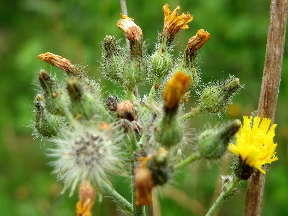 Wald-Habichtskraut (Hieracium murorum) im Naturschutzgebiet Birzberg