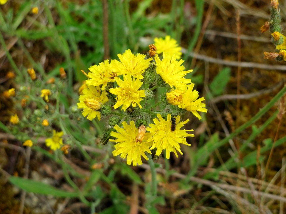 Wald-Habichtskraut (Hieracium murorum) im Naturschutzgebiet Birzberg