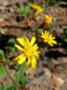 Wald-Habichtskraut (Hieracium murorum) am Karlsplatzweg bei Klingenmünster