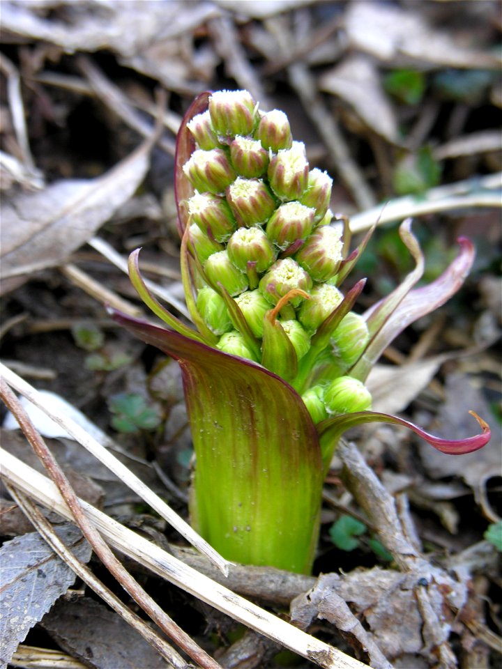Petasites spurius Fam. Asteraceae