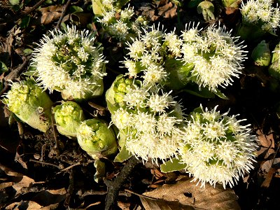 Petasites albus, Botanic Garden, Helsinki