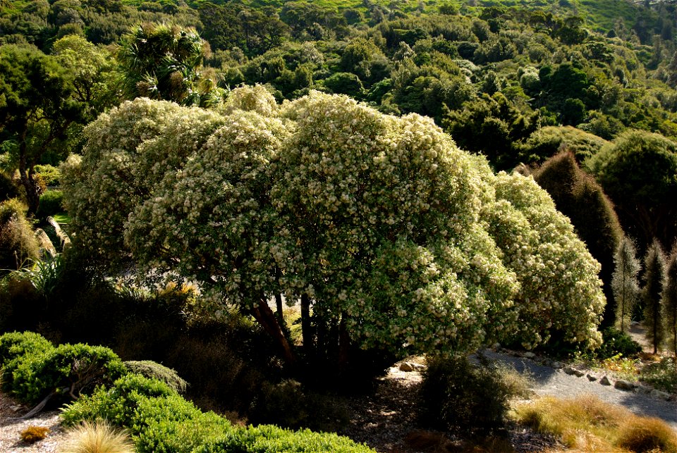 A Tree Daisy (Olearia lyalli) at Otari Native Plant Museum
