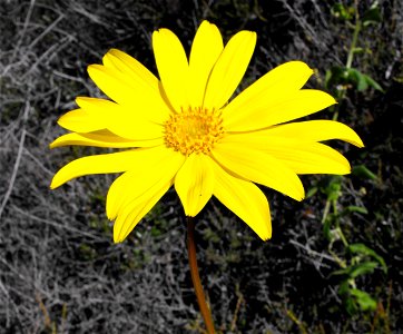 Coreopsis maritima at Torrey Pines State Reserve, San Diego, California, USA.