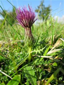 Stängellose Kratzdistel (Cirsium acaule) im Naturschutzgebiet Birzberg