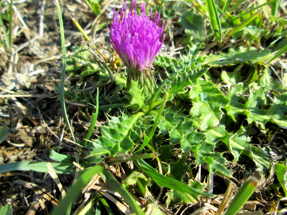 Stängellose Kratzdistel (Cirsium acaule) im Naturschutzgebiet Birzberg