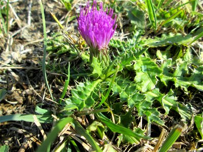 Stängellose Kratzdistel (Cirsium acaule) im Naturschutzgebiet Birzberg