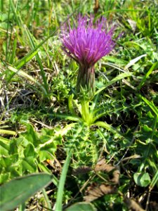 Stängellose Kratzdistel (Cirsium acaule) im Naturschutzgebiet Birzberg