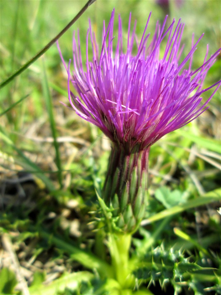 Stängellose Kratzdistel (Cirsium acaule) im Naturschutzgebiet Birzberg