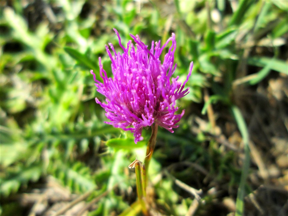 Stängellose Kratzdistel (Cirsium acaule) im Naturschutzgebiet Birzberg