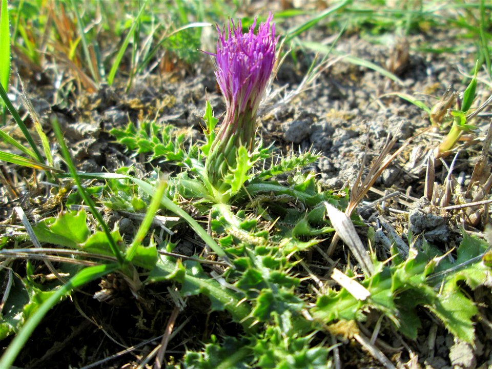 Stängellose Kratzdistel (Cirsium acaule) im Naturschutzgebiet Birzberg