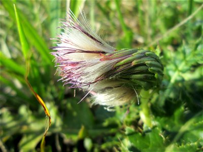 Stängellose Kratzdistel (Cirsium acaule) im Naturschutzgebiet Birzberg
