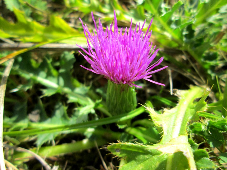 Stängellose Kratzdistel (Cirsium acaule) auf einer Streuobstwiese oberhalb von Fechingen
