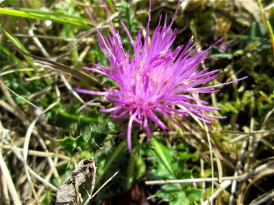 Stängellose Kratzdistel (Cirsium acaule) auf einer Streuobstwiese oberhalb von Fechingen