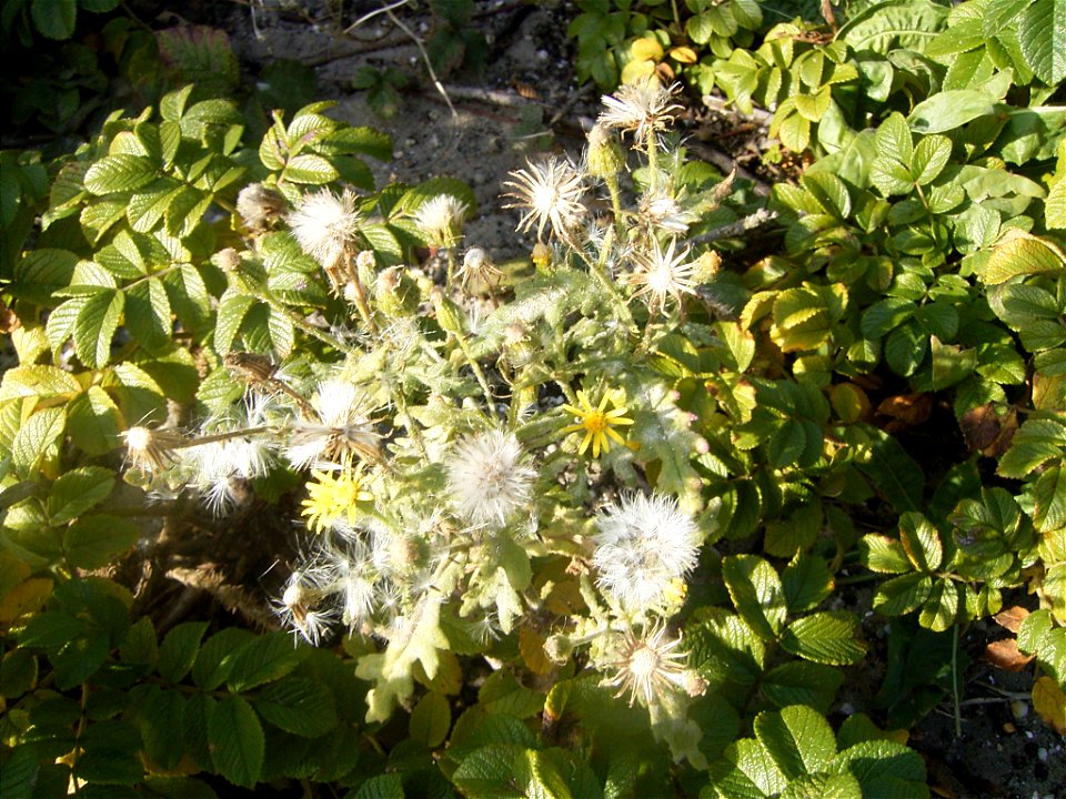 This photo shows Senecio viscosus