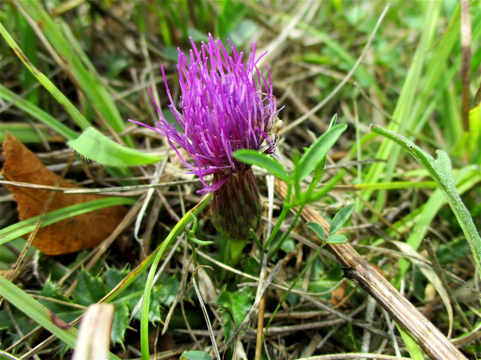 Stängellose Kratzdistel (Cirsium acaule) im Naturschutzgebiet Birzberg