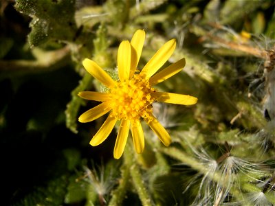 This photo shows Senecio viscosus