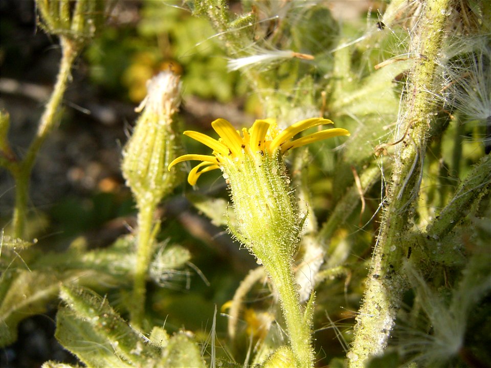This photo shows Senecio viscosus